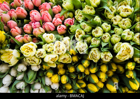 Close Up di tulipani al mercato Foto Stock