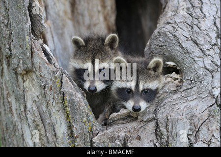 Baby procioni, Minnesota, Stati Uniti d'America Foto Stock