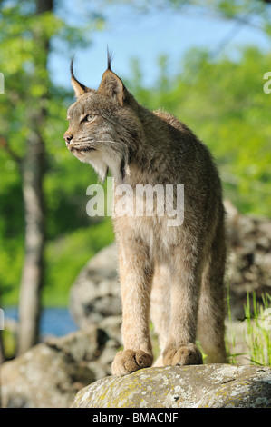 Lince canadese, Minnesota, Stati Uniti d'America Foto Stock