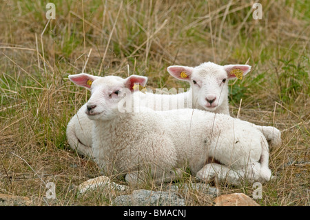 Gli animali domestici delle specie ovina (Ovis ammon aries). Due ragazzi su un prato. Foto Stock