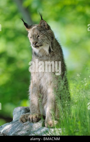 Lince canadese, Minnesota, Stati Uniti d'America Foto Stock