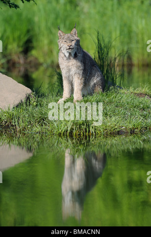 Lince canadese, Minnesota, Stati Uniti d'America Foto Stock