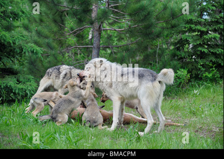 Legname famiglia Wolf alimentazione sulle prede, Minnesota, Stati Uniti d'America Foto Stock
