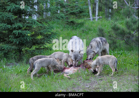 Legname famiglia Wolf alimentazione sulle prede, Minnesota, Stati Uniti d'America Foto Stock