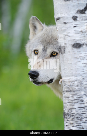 Ritratto di lupo di legname, Minnesota, Stati Uniti d'America Foto Stock