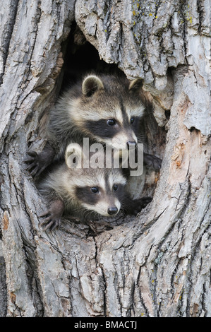 Baby procioni, Minnesota, Stati Uniti d'America Foto Stock