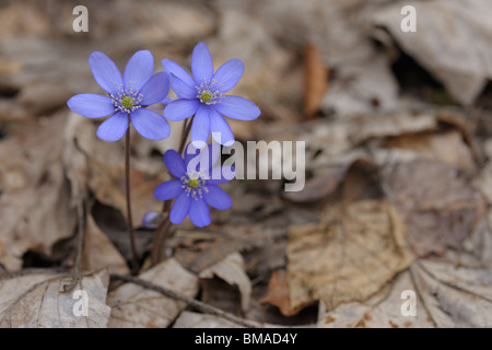 Close-up di fiori Hepaticas, Salzkammergut, Austria superiore, Austria Foto Stock