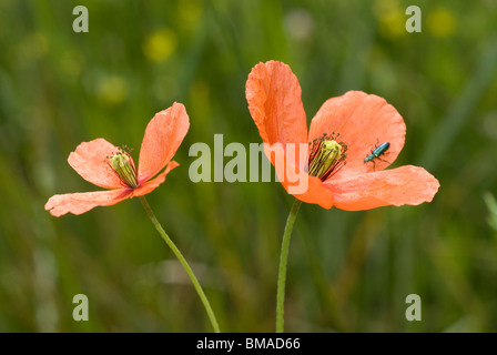 Campo di papavero o liscia a lungo a frutto grosso Papavero (Papaver dubium) Foto Stock