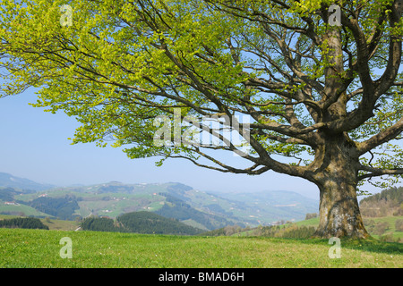 Faggio in primavera, Mostviertel, Austria Inferiore, Austria Foto Stock