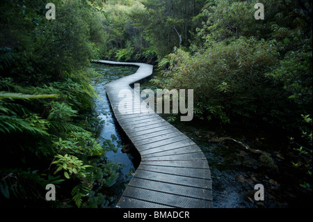 Avvolgimento Boardwalk attraverso la foresta, Pohara, Golden Bay District, Nelson Regione, Isola del Sud, Nuova Zelanda Foto Stock