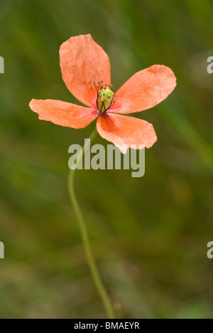 Campo di papavero o liscia a lungo a frutto grosso Papavero (Papaver dubium) Foto Stock