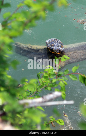 Una piccola tartaruga selvatica nel Lago Sinizzo, Abruzzo, Italia Foto Stock