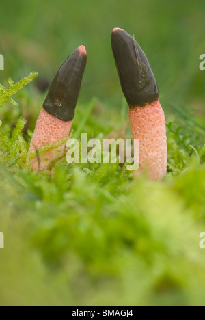 Cane Stinkhorn funghi Mutinus caninus) Foto Stock