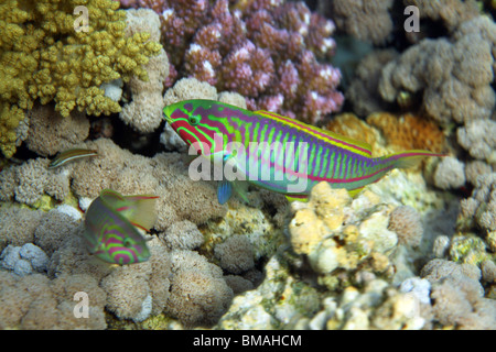 Klunzinger's wrasse [Thalassoma rueppellii], Coral Reef, Mar Rosso, Egitto. Foto Stock