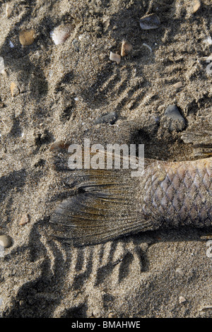 Un pesce morto sulla spiaggia in sabbia Foto Stock