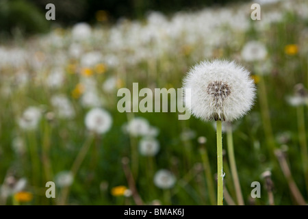 Tarassaco Taraxacum officinale seme head UK Foto Stock