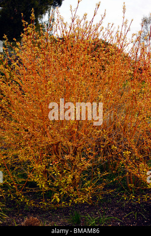 CORNUS sanguinea. MIDWINTER FIRE sanguinello. Foto Stock