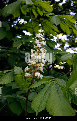 Il fiore di Aesculus hippocastanum. Ippocastano. Foto Stock