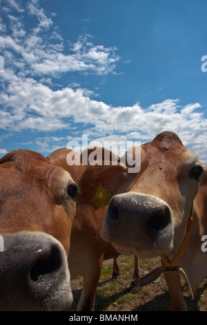 Curioso vacche su un bel giorno di estate Foto Stock
