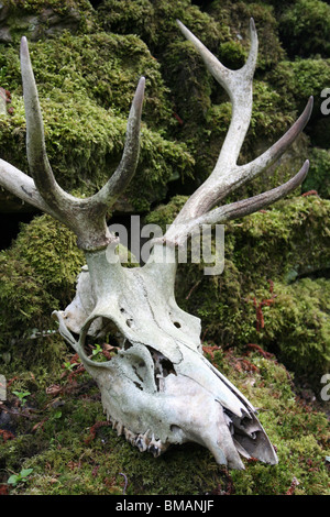 Red Deer Skull Cervus elaphus presi in Cumbria, Regno Unito Foto Stock