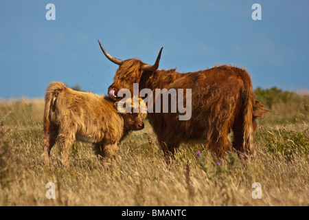 La madre e il bambino highland scozzesi bovini sul Helnaes, Danimarca. Foto Stock