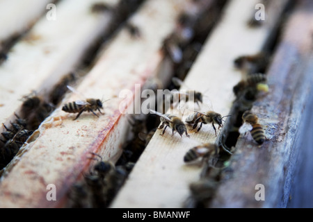 L'apicoltura e miele facendo a Londra. Più persone che mai mantenere le proprie API e alveari possono essere trovati in tutta Londra. Foto Stock