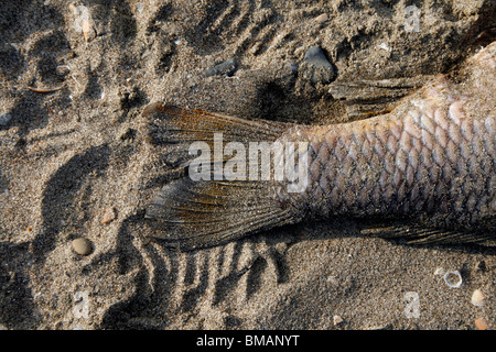 Un pesce morto sulla spiaggia in sabbia Foto Stock