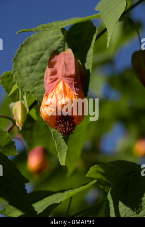 Abutilon "Kentish Belle' Foto Stock