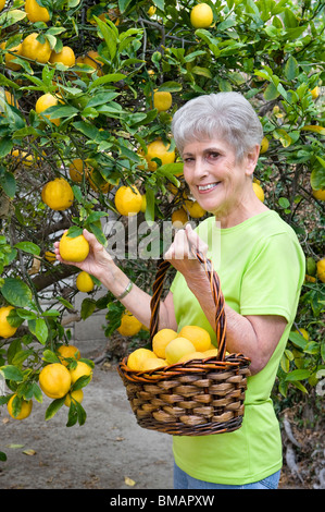 Un senior donna adulta è la raccolta dei limoni e la loro collocazione nel suo cesto di vimini. Foto Stock