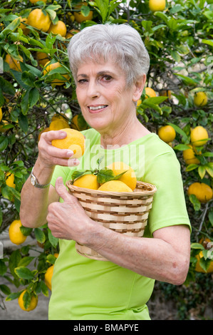 Un senior donna adulta è la raccolta dei limoni e la loro collocazione nel suo cesto di vimini. Foto Stock