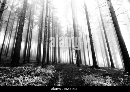 Immagine della foresta di conifere di prima mattina - nebbia mattutina Foto Stock