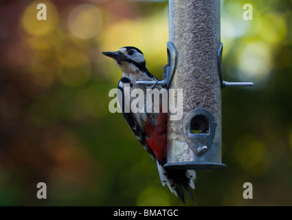 Picchio rosso alimentazione su un uccello alimentatore di sementi. Foto Stock