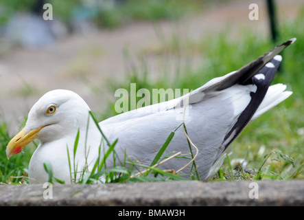 Un annidamento aringa gull si siede sulle sue uova in un giardino sul retro in Brighton Foto Stock