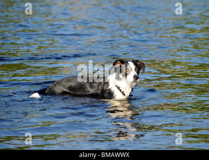 Border Collie nuotare in acqua Foto Stock