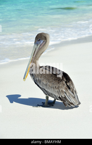 I capretti Brown Pelican al bordo delle acque, Espanyola, Galapagos Foto Stock