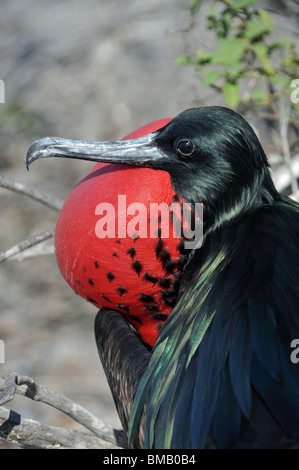 Grande maschio Frigate Bird con gonfiato rosso custodia di gola, Galapagos Foto Stock