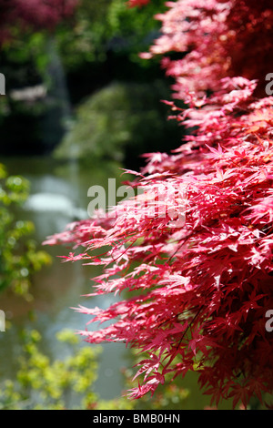 Un display floreale con acqua in background in Dingle, Shrewsbury Foto Stock