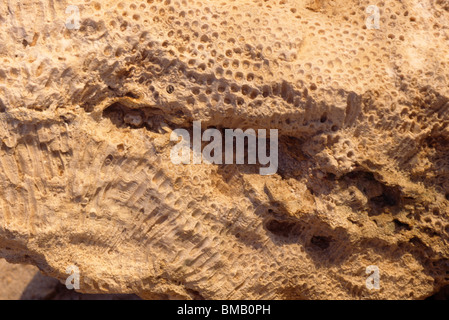 Coral Rock Tobago Foto Stock