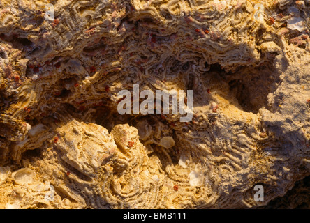 Coral Rock Tobago Foto Stock