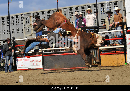 Un rodeo strappi bull. Foto Stock