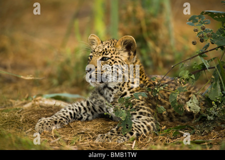 Avviso simpatico baby Leopard cub sdraiato testa rialzate cercando uno sfondo morbido leggera profondità di campo Foto Stock