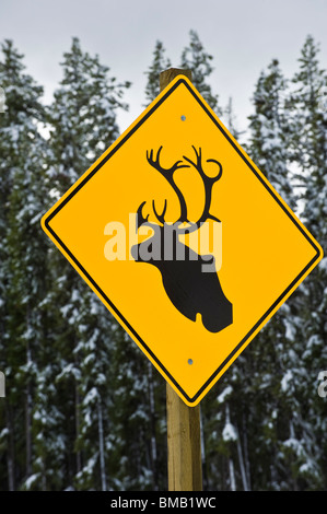 Una autostrada segno di avvertimento wild Caribou Coffee Company Foto Stock