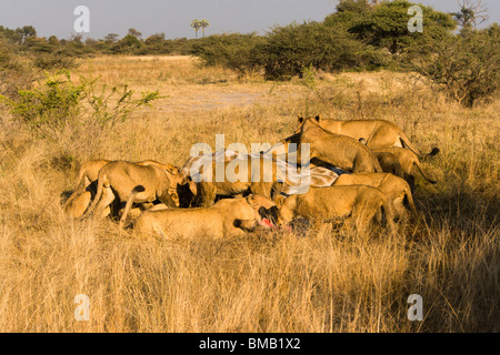 Grande orgoglio leone mangiare recentemente ucciso giraffe in erba alta savana dell'Okavango Delta del Botswana vicino Mombo Camp Safari Foto Stock