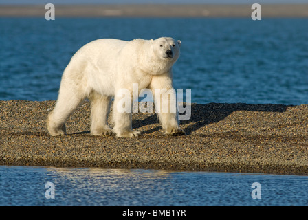 Orso polare, Ursus maritimus, grandi orsi camminano lungo la spiaggia in cerca di cibo all'inizio dell'autunno, nell'area di Barter Island 1002, Alaska Foto Stock