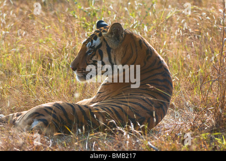 Tigre del Bengala che stabilisce in erba, Ritratto, Panthera tigris tigris,l'India Foto Stock