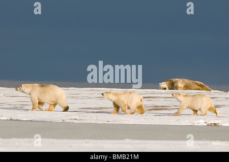 Gli orsi polari Ursus maritimus seminano con cuccioli di 2 anni fa camminano lungo una spiaggia innevata mentre un grande orso dorme ANWR Alaska Foto Stock