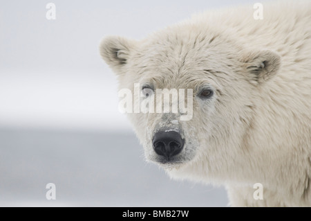 Orso polare Ursus maritimus profile Barter Island, area 1002 dell'Arctic National Wildlife Refuge Alaska Foto Stock