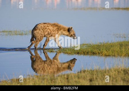 Spotted hyena riflettendo in acqua, ridendo iena, Crocuta crocuta, Kenya, Africa orientale Foto Stock