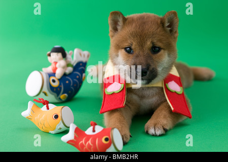 Cucciolo di Shiba e bambini Giorno celebrazione Foto Stock