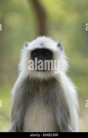 Hanuman Langur o Langur comune, Semnopithecus entellus, India Foto Stock